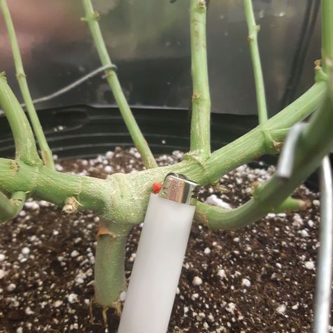 AutoColorado Cookies growlog timeline photo