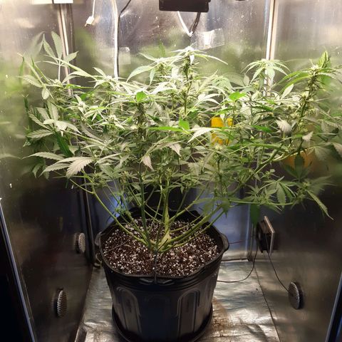 AutoColorado Cookies growlog timeline photo