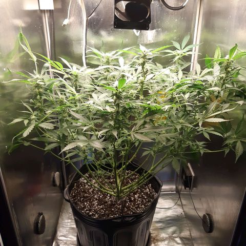 AutoColorado Cookies growlog timeline photo