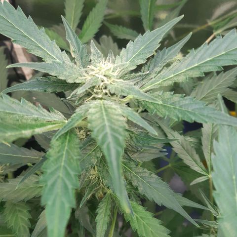 AutoColorado Cookies growlog timeline photo