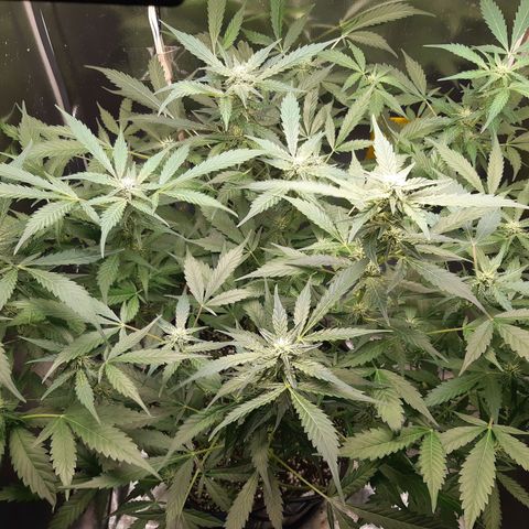 AutoColorado Cookies growlog timeline photo