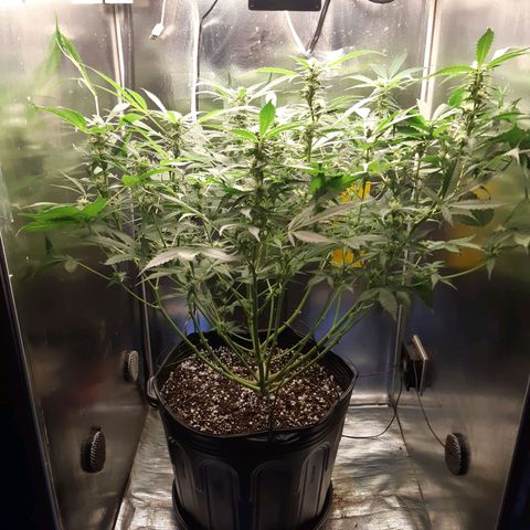 AutoColorado Cookies growlog timeline photo