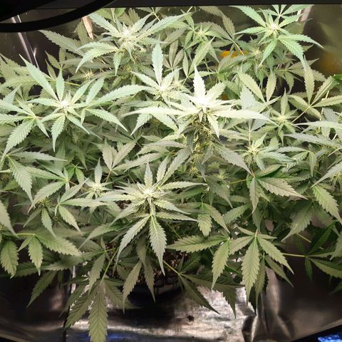 AutoColorado Cookies growlog timeline photo
