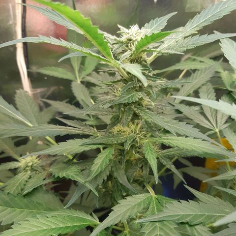 AutoColorado Cookies growlog timeline photo