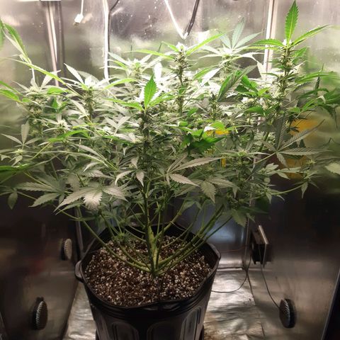 AutoColorado Cookies growlog timeline photo