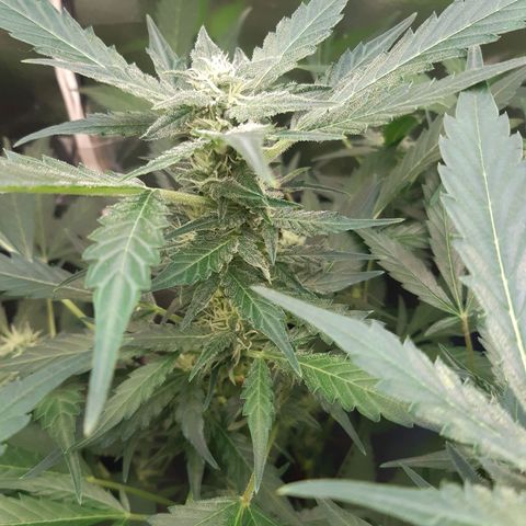 AutoColorado Cookies growlog timeline photo