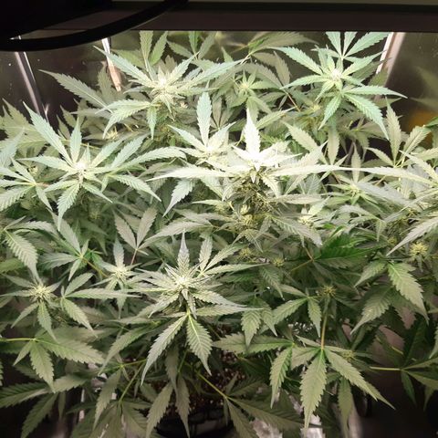 AutoColorado Cookies growlog timeline photo