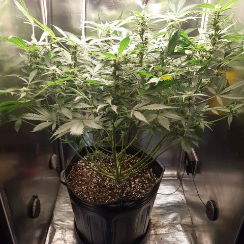 AutoColorado Cookies growlog timeline photo