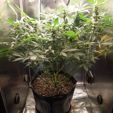 AutoColorado Cookies growlog timeline photo