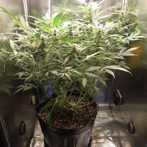 AutoColorado Cookies growlog timeline photo