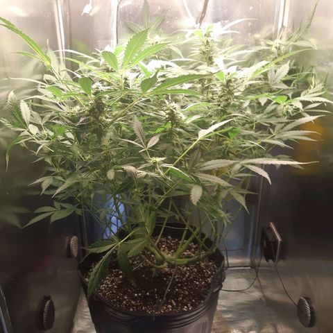 AutoColorado Cookies growlog timeline photo