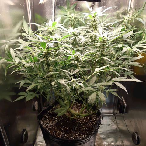 AutoColorado Cookies growlog timeline photo