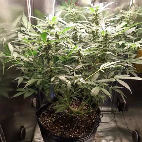 AutoColorado Cookies growlog timeline photo