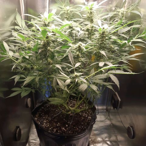 AutoColorado Cookies growlog timeline photo