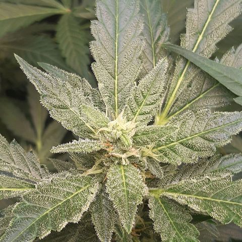 AutoColorado Cookies growlog timeline photo