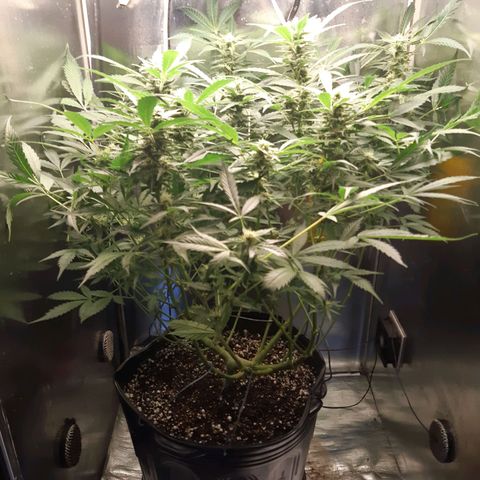 AutoColorado Cookies growlog timeline photo
