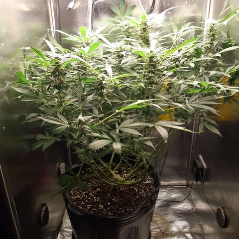 AutoColorado Cookies growlog timeline photo