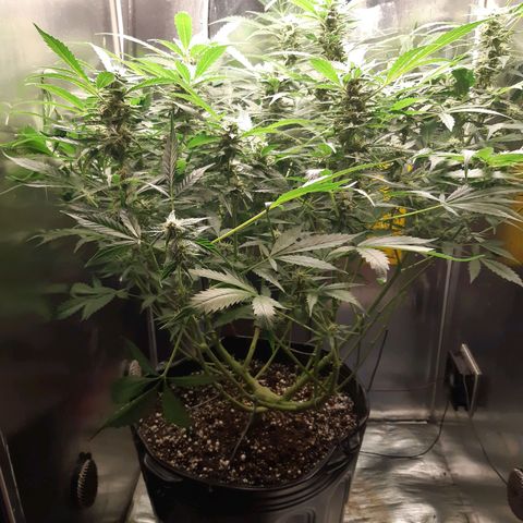 AutoColorado Cookies growlog timeline photo
