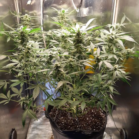 AutoColorado Cookies growlog timeline photo