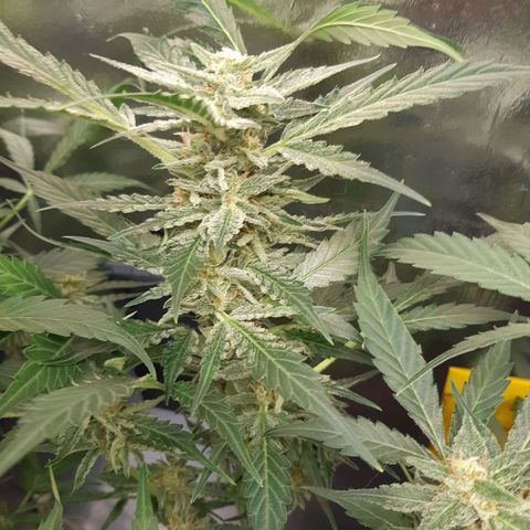 AutoColorado Cookies growlog timeline photo