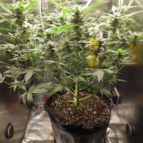 AutoColorado Cookies growlog timeline photo