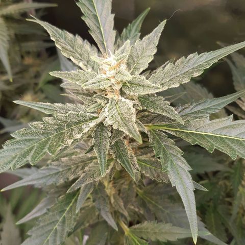 AutoColorado Cookies growlog timeline photo