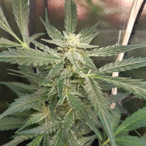 AutoColorado Cookies growlog timeline photo