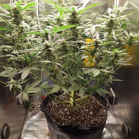 AutoColorado Cookies growlog timeline photo