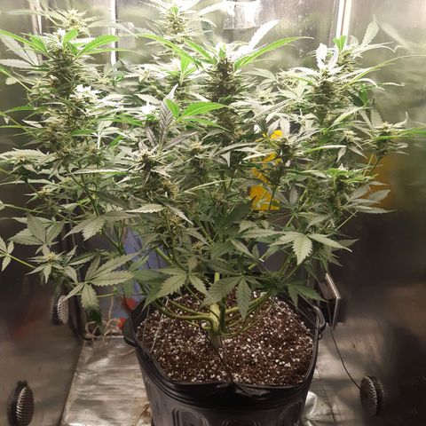 AutoColorado Cookies growlog timeline photo