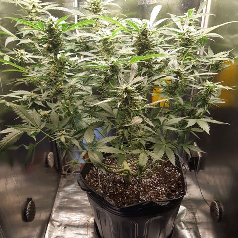 AutoColorado Cookies growlog timeline photo