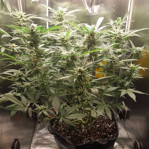 AutoColorado Cookies growlog timeline photo