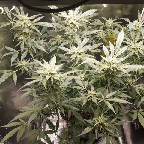 AutoColorado Cookies growlog timeline photo