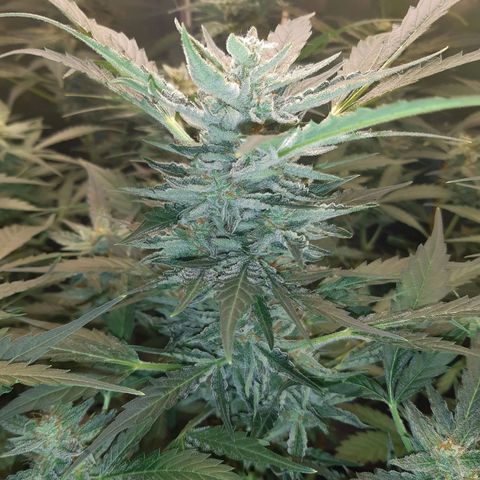 AutoColorado Cookies growlog timeline photo