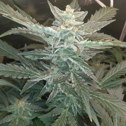 AutoColorado Cookies growlog timeline photo