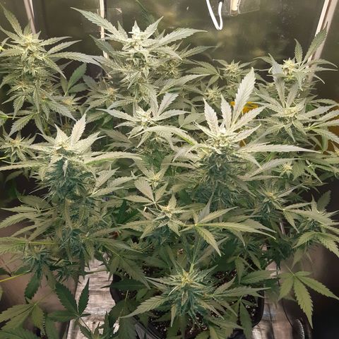 AutoColorado Cookies growlog timeline photo