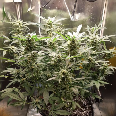 AutoColorado Cookies growlog timeline photo