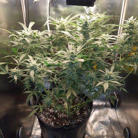 AutoColorado Cookies growlog timeline photo