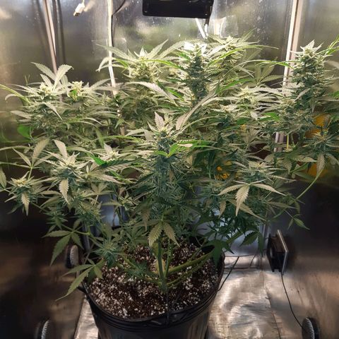 AutoColorado Cookies growlog timeline photo