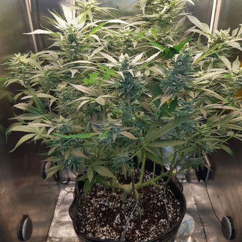 AutoColorado Cookies growlog timeline photo