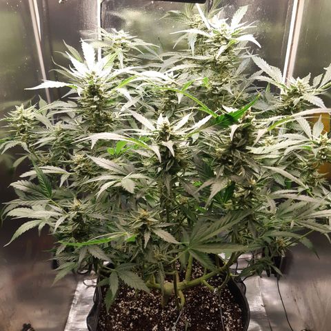 AutoColorado Cookies growlog timeline photo