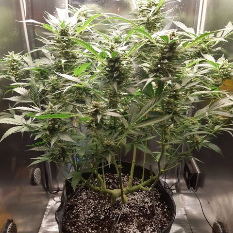 AutoColorado Cookies growlog timeline photo