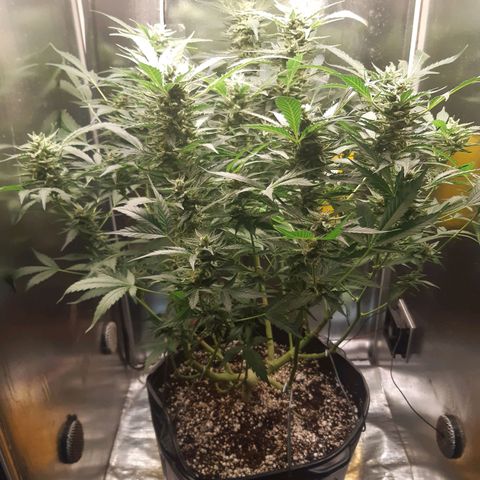 AutoColorado Cookies growlog timeline photo