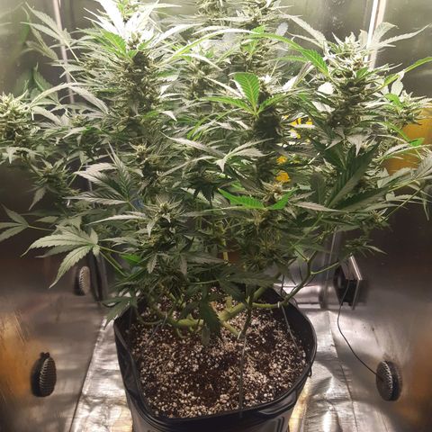 AutoColorado Cookies growlog timeline photo