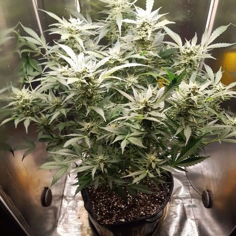 AutoColorado Cookies growlog timeline photo