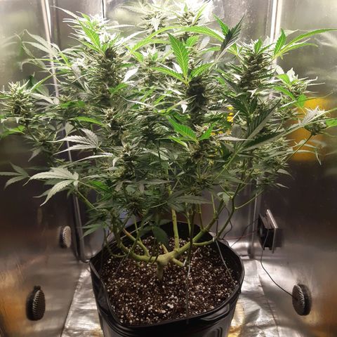 AutoColorado Cookies growlog timeline photo