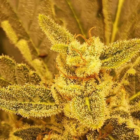 AutoColorado Cookies growlog timeline photo