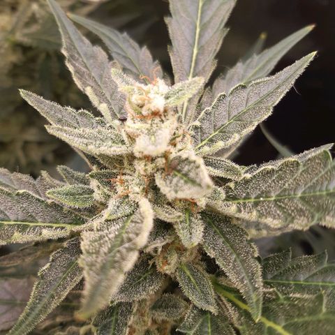 AutoColorado Cookies growlog timeline photo