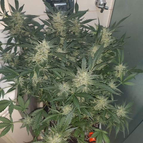 AutoColorado Cookies growlog timeline photo
