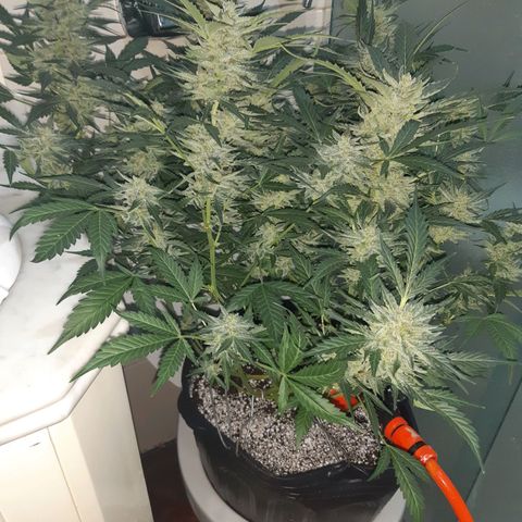 AutoColorado Cookies growlog timeline photo