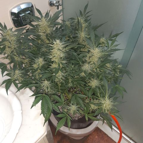 AutoColorado Cookies growlog timeline photo